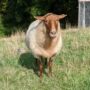 berta