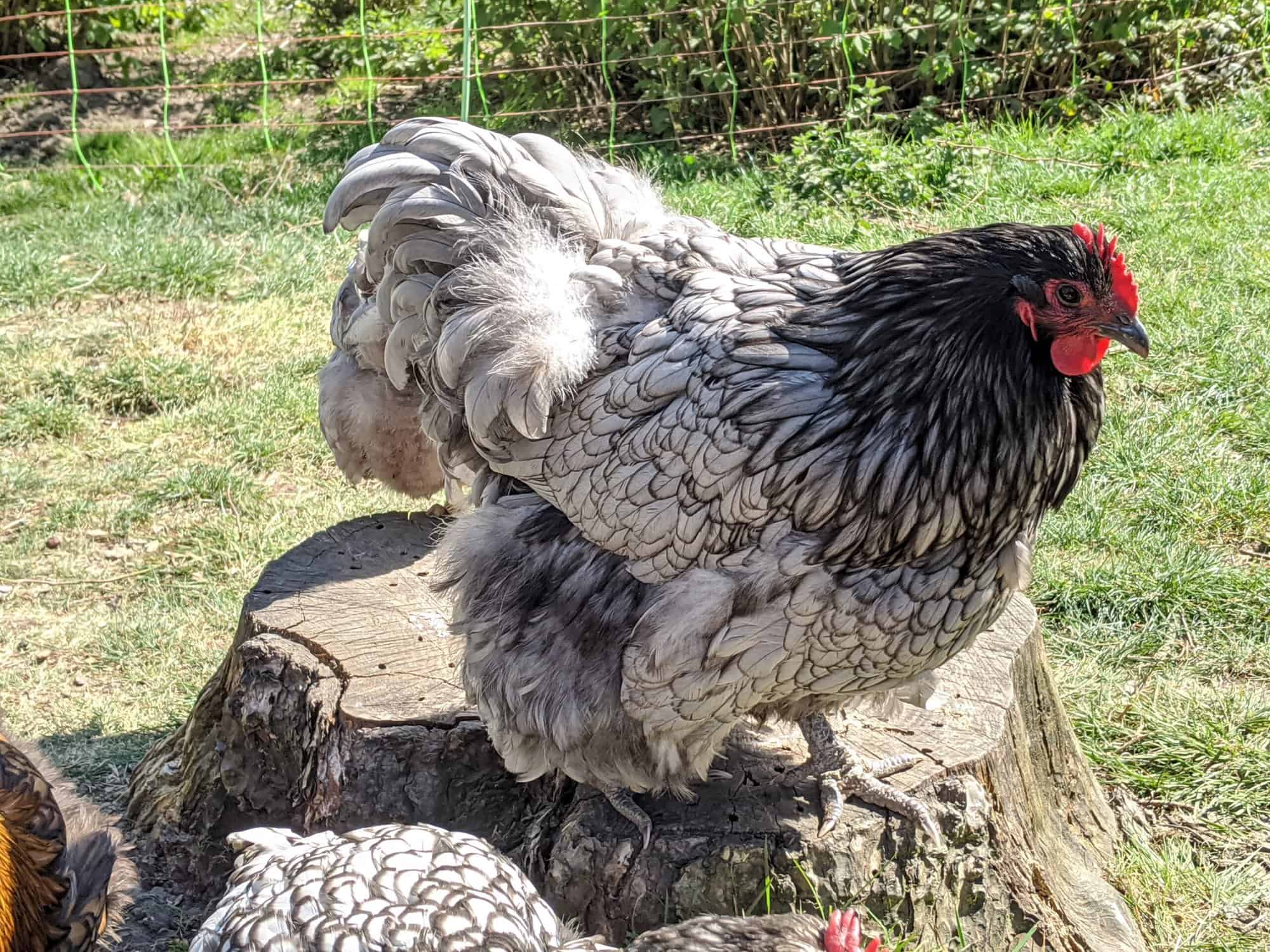 Bauernhof Haustier Liebhaber Schwarz Weiß Hahn Geschenk für Huhn