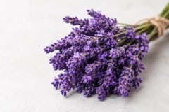 Lavendel