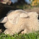 Lämmchen schlafend mit Kischkernkissen aus unserer Wolle auf einer Wiese