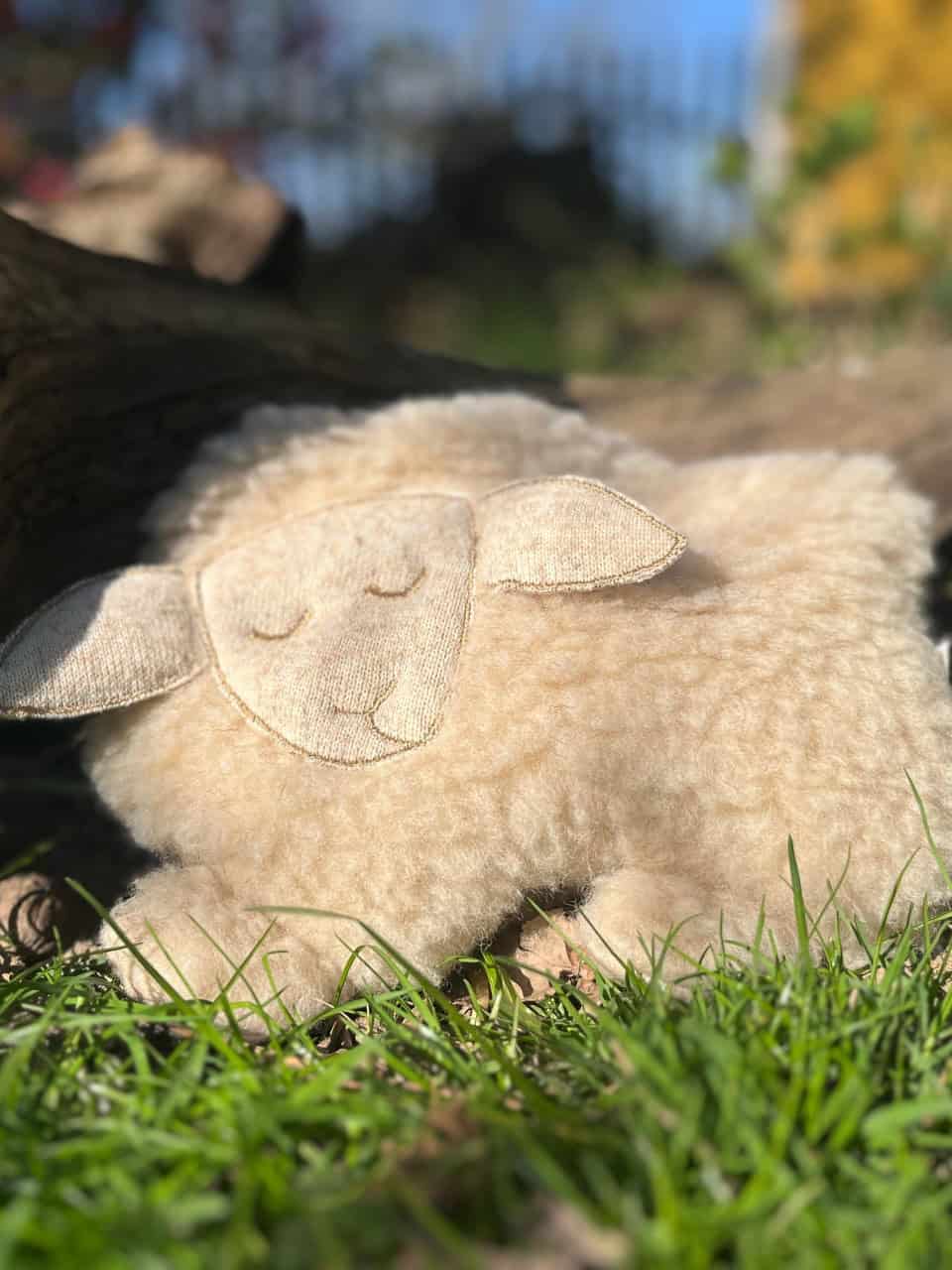 Lämmchen schlafend mit Kischkernkissen aus unserer Wolle auf einer Wiese Lämmchen schlafend mit Kischkernkissen aus unserer Wolle auf einer Wiese