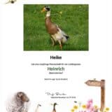 Tierpatenschaft Erpel Heinrich