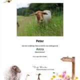 Tierpatenschaft Schaf Anna
