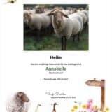 Tierpatenschaft Schaf Annabelle
