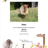 Tierpatenschaft Schaf Berta