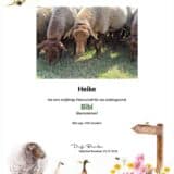 Tierpatenschaft Schaf Bibi