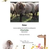 Tierpatenschaft Schaf Charlotte