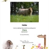 Tierpatenschaft Schaf Clara