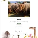 Tierpatenschaft Schaf Edda