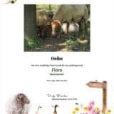 Tierpatenschaft Schaf Flora