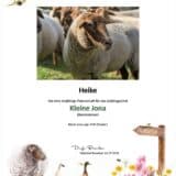 Tierpatenschaft Schaf Kleine Jona