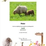 Tierpatenschaft Schaf Leni
