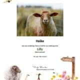 Tierpatenschaft Schaf Lilly