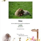 Tierpatenschaft Schaf Lotte