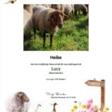 Tierpatenschaft Schaf Lucy