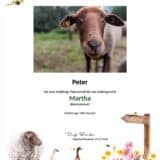 Tierpatenschaft Schaf Martha