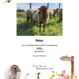 Tierpatenschaft Schaf Mia