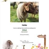Tierpatenschaft Schaf Mimi