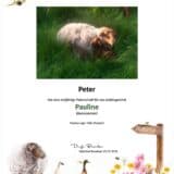 Tierpatenschaft Schaf Pauline