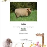 Tierpatenschaft Schaf Rosie