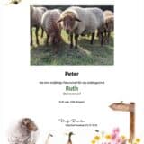 Tierpatenschaft Schaf Ruth