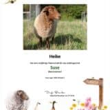 Tierpatenschaft Schaf Suse