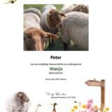 Tierpatenschaft Schaf Wanja