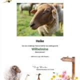 Tierpatenschaft Schaf Wilhelmine